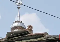 Monyet Liar Resahkan Warga Legok Tangerang, Teror di Desa Bojong Kamal