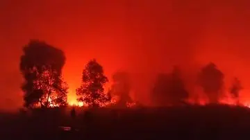 Kebakaran Hutan Way Kambas Berhasil Dipadamkan, Seluruh Gajah Sumatra Dipastikan Selamat