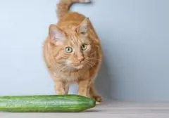 Ahli Ungkap Alasan Kucing Terkejut Melihat Timun, Bukan Karena Mirip Ular