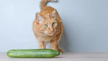 Ahli Ungkap Alasan Kucing Terkejut Melihat Timun, Bukan Karena Mirip Ular