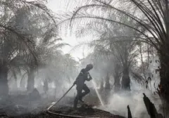 72 Tersangka Karhutla Terkait Perkebunan Sawit Ditetapkan Bareskrim Polri
