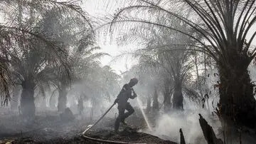 72 Tersangka Karhutla Terkait Perkebunan Sawit Ditetapkan Bareskrim Polri
