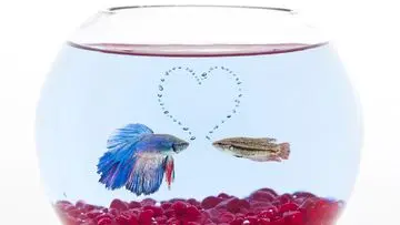 Ikan Cupang Lesu dan Enggan Menyantap Pakan: Kenali Pemicu dan Solusinya