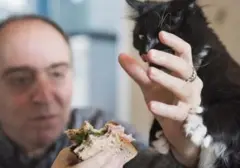 Atasi Kucing Minta Makan Terus: 8 Strategi Ampuh untuk Pemilik