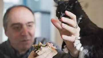Atasi Kucing Minta Makan Terus: 8 Strategi Ampuh untuk Pemilik