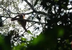 Kebakaran Hutan Landa Kalimantan, Habitat Orang Utan Terancam