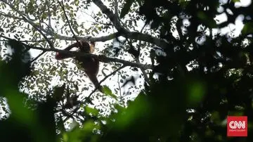 Kebakaran Hutan Landa Kalimantan, Habitat Orang Utan Terancam