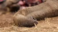 Empat Orang Ditangkap Terkait Dugaan Peracunan Gajah di Kenya