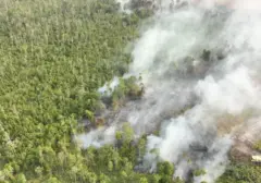 Aktivitas Manusia Jadi Biang Kerok Kebakaran Hutan di Indonesia, El Nino Perparah Kondisi