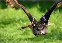 Burung Hantu Jadi Sekutu Petani Sawit Lawan Tikus Penggerek
