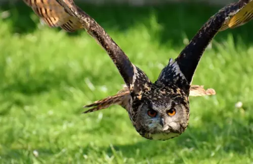 Burung Hantu Jadi Sekutu Petani Sawit Lawan Tikus Penggerek