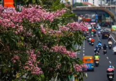 Tabebuya Pink Hiasi Jalan Kramat Raya, Ciptakan Suasana Romantis di Tengah Terik Matahari