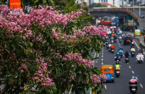 Tabebuya Pink Hiasi Jalan Kramat Raya, Ciptakan Suasana Romantis di Tengah Terik Matahari