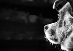 Mengulik Hari Anjing Sedunia: Sejarah dan Tradisi Perayaan 26 Agustus