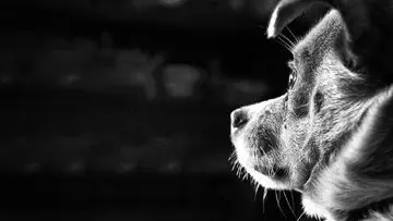 Mengulik Hari Anjing Sedunia: Sejarah dan Tradisi Perayaan 26 Agustus