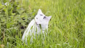 Tanaman Pembawa Ketenangan: Pilihan Tepat untuk Kucing Kesayangan