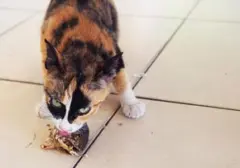 Pilihan Unggulan: 5 Jenis Ikan Kaya Protein untuk Nutrisi Kucing