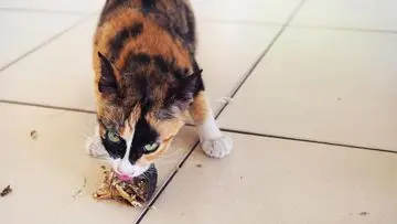 Pilihan Unggulan: 5 Jenis Ikan Kaya Protein untuk Nutrisi Kucing