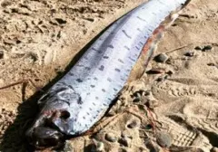 Ikan Kiamat Misterius Terdampar di Pantai Pink Lombok