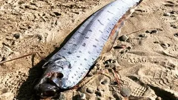 Ikan Kiamat Misterius Terdampar di Pantai Pink Lombok