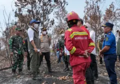 Menteri LHK Pastikan Penanganan Karhutla Berau Lindungi Habitat Orangutan Kalimantan