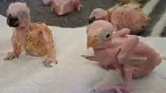 Telur Burung Kakaktua Menetas Pasca Penangkapan Diduga Penyelundup Thailand di Bandara Afrika Selatan