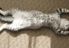 Misteri Posisi Tidur Kucing: Cerminan Emosi dan Keadaan Si Meong
