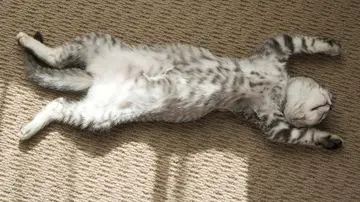 Misteri Posisi Tidur Kucing: Cerminan Emosi dan Keadaan Si Meong