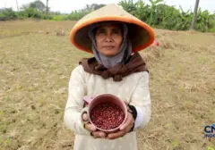 Petani Jonggol Beralih Komoditas Akibat Kekeringan Meluas