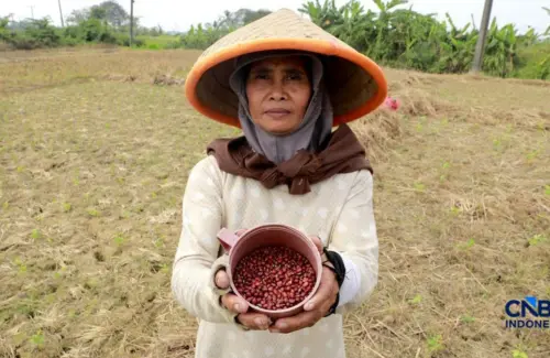 Petani Jonggol Beralih Komoditas Akibat Kekeringan Meluas