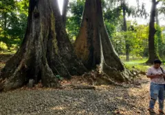 Pohon Jodoh Kebun Raya Bogor: Simbol Harmoni dan Konservasi Alam Sejak 1866