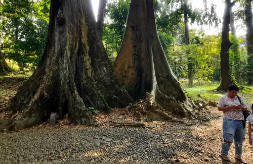 Pohon Jodoh Kebun Raya Bogor: Simbol Harmoni dan Konservasi Alam Sejak 1866