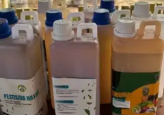 Warga Gunungkidul Ubah Sampah Organik Jadi Cuan Lewat Budidaya Maggot