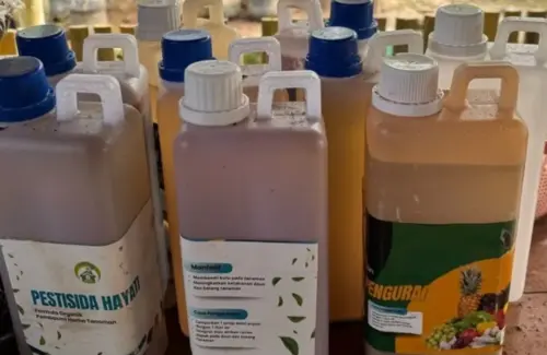 Warga Gunungkidul Ubah Sampah Organik Jadi Cuan Lewat Budidaya Maggot