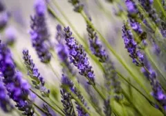 Aroma Alami Usir Kecoa: 5 Tanaman Hias Pengganti Pestisida