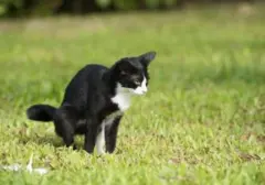 Jinakkan Kucing Liar: Solusi Jitu Atasi Kebiasaan Berak Sembarangan
