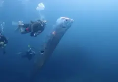 Misteri Oarfish "Ikan Kiamat" Muncul di Pantai Pink NTT, Benarkah Pertanda Bencana?