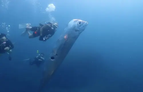 Misteri Oarfish "Ikan Kiamat" Muncul di Pantai Pink NTT, Benarkah Pertanda Bencana?