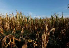Mantan Peneliti Huawei Ning Boyu Lepas Gaji Rp 200 Juta Demi Bertani Jagung