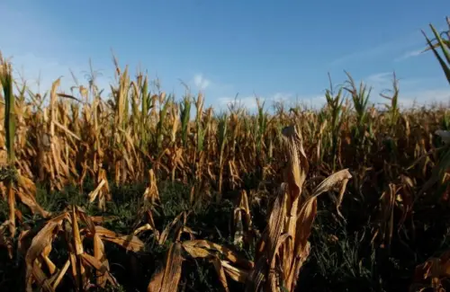 Mantan Peneliti Huawei Ning Boyu Lepas Gaji Rp 200 Juta Demi Bertani Jagung