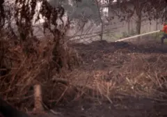 Kebakaran Hutan Kalimantan Picu Kenaikan Perdagangan Karbon di Bursa Efek Indonesia
