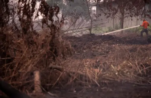 Kebakaran Hutan Kalimantan Picu Kenaikan Perdagangan Karbon di Bursa Efek Indonesia