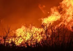 40 Tersangka Karhutla di Riau: Motif Pembukaan Lahan Sawit Dominasi Kasus