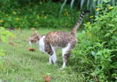 Solusi Alami Usir Kucing Liar dari Halaman Rumah dengan Tanaman Pengusir