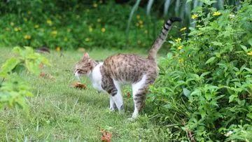Solusi Alami Usir Kucing Liar dari Halaman Rumah dengan Tanaman Pengusir