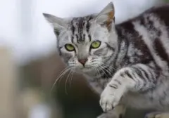 Mengungkap Alasan Kucing Liar Sering Bertamu ke Rumah Anda