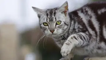 Mengungkap Alasan Kucing Liar Sering Bertamu ke Rumah Anda