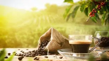 Ampas Kopi: Limbah Berharga dari Budaya Ngopi yang Semakin Populer