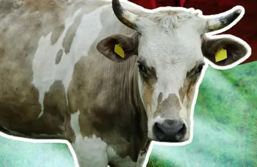 Jawa Timur Pimpin Produksi Sapi Nasional, Jaring Mitra Baru di Zona Potensial