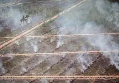 36 Titik Panas Karhutla Terdeteksi di Papua Barat Berdasarkan Pantauan Satelit
